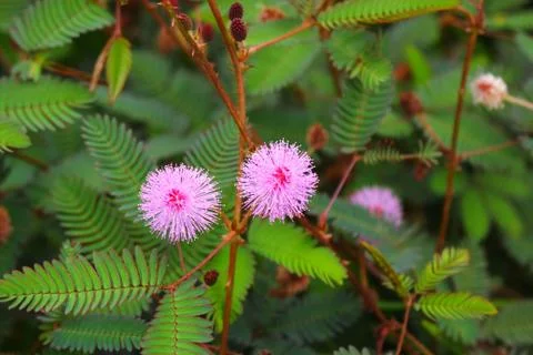 Touch-me-not tree or sensitive plant Flowers asia nature Stock Photos