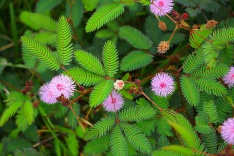 Touch-me-not tree or sensitive plant Flowers asia nature Stock Photos