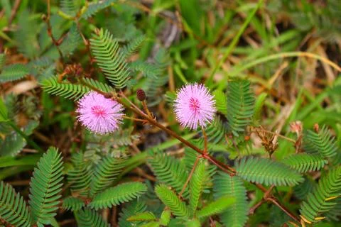 Touch-me-not tree or sensitive plant Flowers asia nature Stock Photos