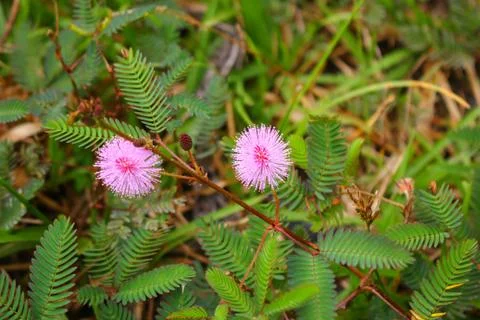 Touch-me-not tree or sensitive plant Flowers asia nature Stock Photos