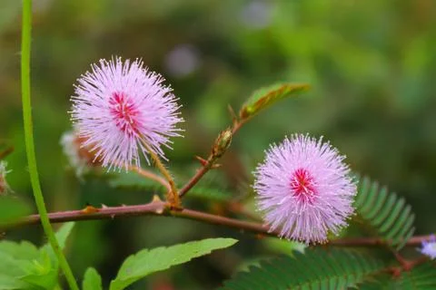 Touch-me-not tree or sensitive plant Flowers asia nature Stock Photos