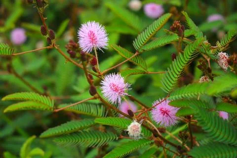 Touch-me-not tree or sensitive plant Flowers asia nature Stock Photos