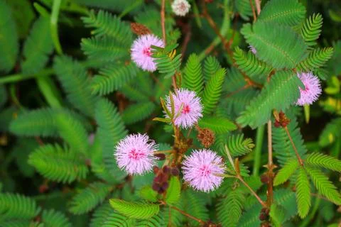 Touch-me-not tree or sensitive plant Flowers asia nature Stock Photos