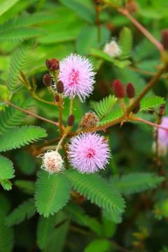 Touch-me-not tree or sensitive plant Flowers asia nature Stock Photos