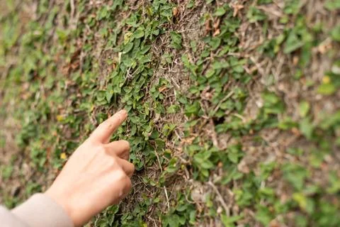 Touch the moss wall by hand Stock Photos