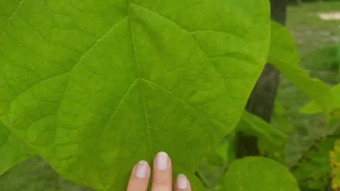 Touch of nature. Stock Footage 266721679