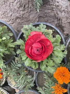 A touch of natures magic in every bloom. red, flower, leaves, green Stock Photos
