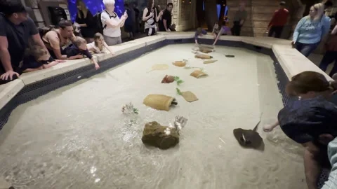 Touch Pool at Sharks Reef Aquarium at Mandalay Bay Hotel and Casino in Las Vegas Video stock 237837428