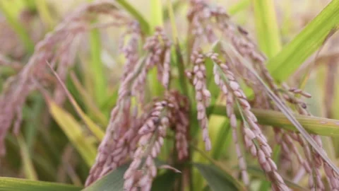Touch the ripe ears of rice with your hand Stock Footage 161329263