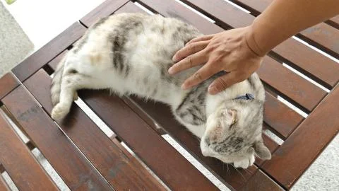 Touch sleeping cat Stock Photos