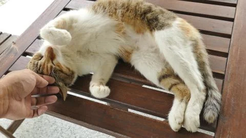 Touch sleeping cat 库存照片