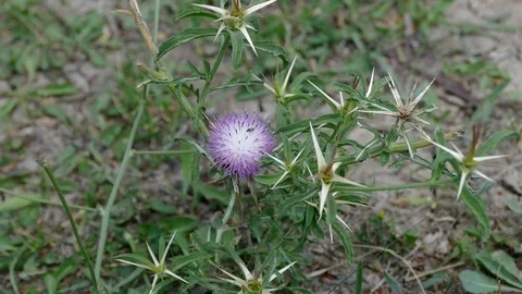 To touch the spines, thorns plant, pink flowering thorn, 動画素材 111925479
