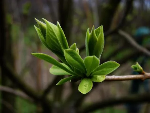 Touch of Spring Stock Photos