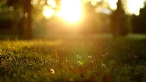 A Touch of Sun Living Green Grass Stock Footage 271145233