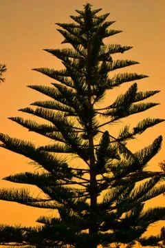 Touch of the tree Foto stock