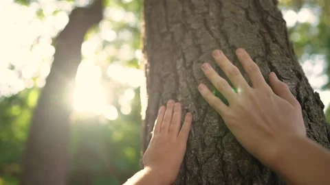 Touch the tree trunk with your hand. ecology concept of nature forest energy Stock-Footage 235625603