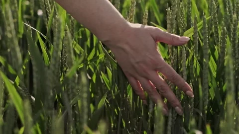 The touch of a woman's hand to the ears of wheat. Vídeos de archivo 135790301