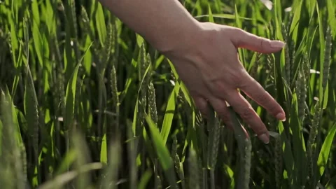 The touch of a woman's hand to the green ears of wheat or rye. Vídeos de archivo 135790309