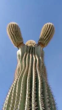 Touchdown! 스톡 사진