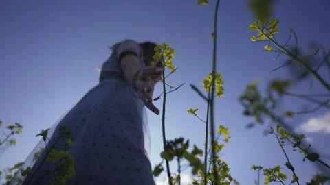 Touches the plants Stock Footage 134251555
