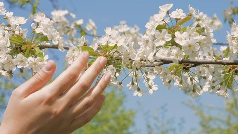 Touching The Apple Tree Branches Swaying In The Wind In The Garden Stock Footage 89825993