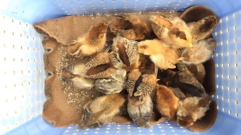 Touching baby chicks Stock Footage 125800960