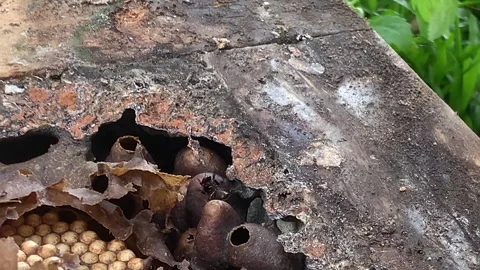 Touching a beehive with bees Stock Footage 262821351