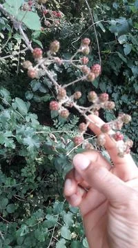 Touching the berries on its branches Stock Photos