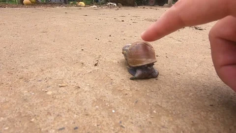Touching a big snail Stock Footage 144003066