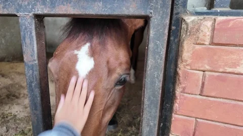 Touching a brown horses head in a stable. Stock Footage 343377758