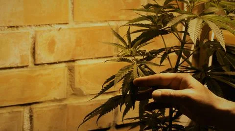 Touching cannabis leaf on empty brick wall background Stock Photos