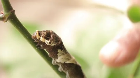 Touching Caterpillar 스톡 동영상 77843909