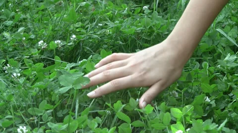 Touching clover 스톡 동영상 27736421