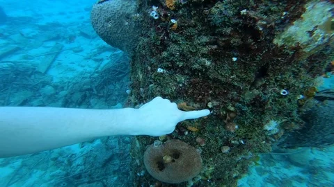 Touching coral in Ocean Video stock 102798701