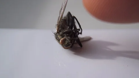 Touching Dead Fly Finger Closeup Insect Pest Entomology Insecticide Housefly Stock-Footage 124911487