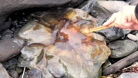 Touching a dead jellyfish with a stick. Stock Footage 153713783
