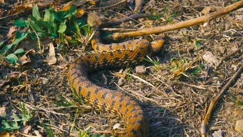 Touching a Dead Snake with a Stick in the Woods Stock Footage 73722830