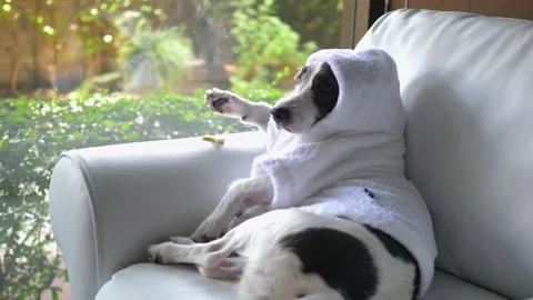 Touching dog sat comfortably on sofa in warm soft robe by window. Funny dog Stock Footage 258917147