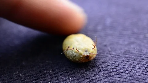 Touching an engorged hard tick full with blood Stock Footage 88110553