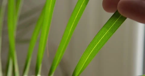 Touching the Essence of Nature: Stock Footage 331536531