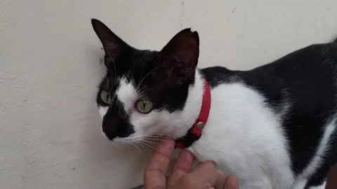 Touching Female Cat Stock Footage 237154879