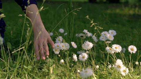 Touching the flowers Stock Footage 81243540