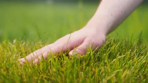 Touching fresh green grass with hand. Human hands touch leaves of plants in Stock Footage 157074341