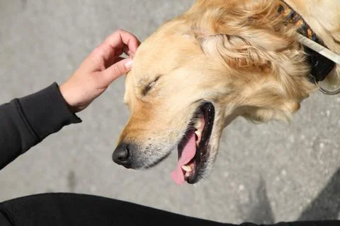 Touching a Golden Retriver 库存照片