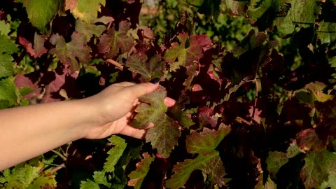 Touching the grapevine in the vineyard, Harvesting grapes from the vine, Stock Footage 288904693