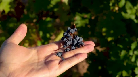 Touching the grapevine in the vineyard, Harvesting grapes from the vine, Stock Footage 288908602