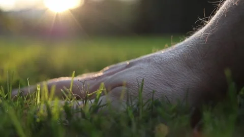 Touching grass Stock Footage 326832015