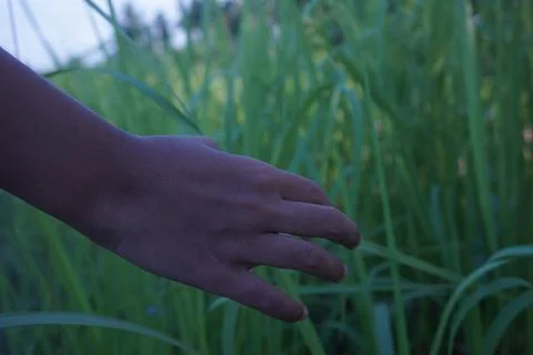 Touching grass leaves Stock Photos