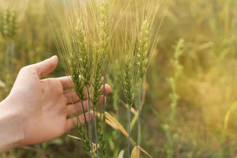 Touching grass walking through the field. Hand touching riping wheat closeup Stock Photos