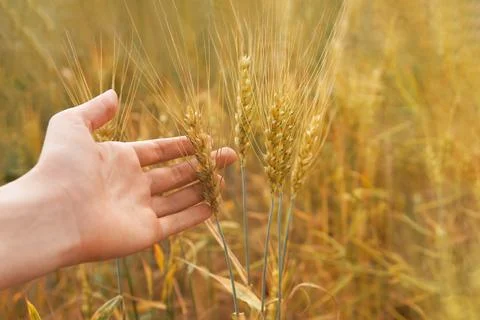 Touching grass walking through the field. Hand touching riping wheat closeup Stock Photos